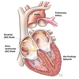 Electrical system of the heart