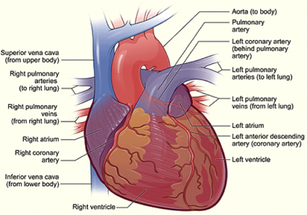 healthy human heart diagram